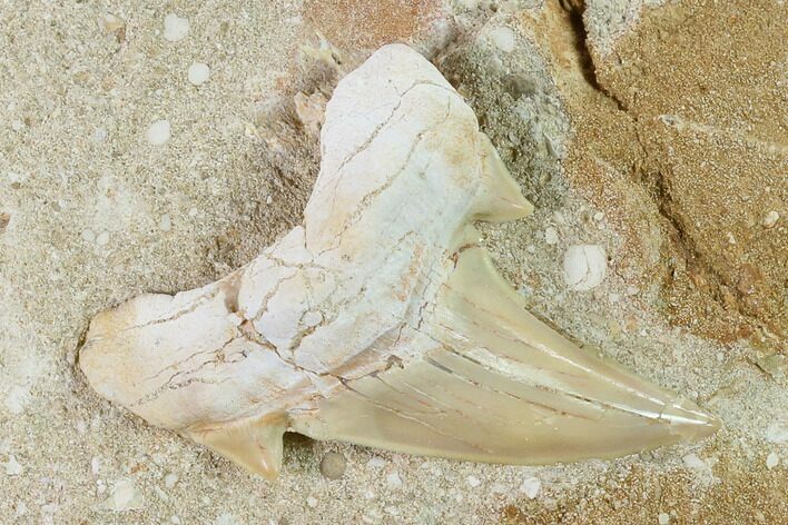 Otodus Shark Tooth Fossil in Rock - Eocene #135839